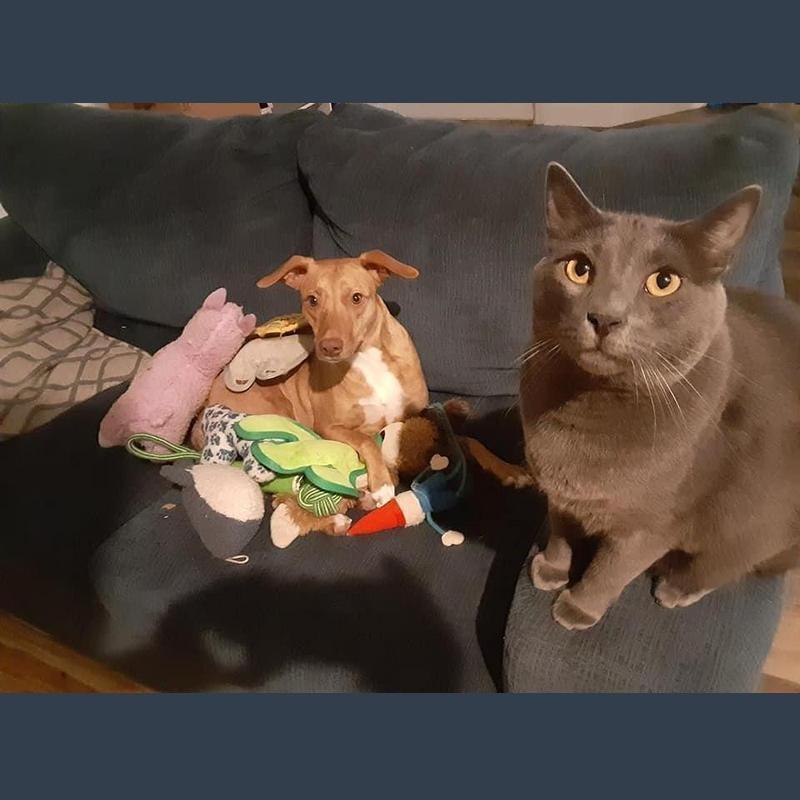 Beau and Forrest, two of our babies