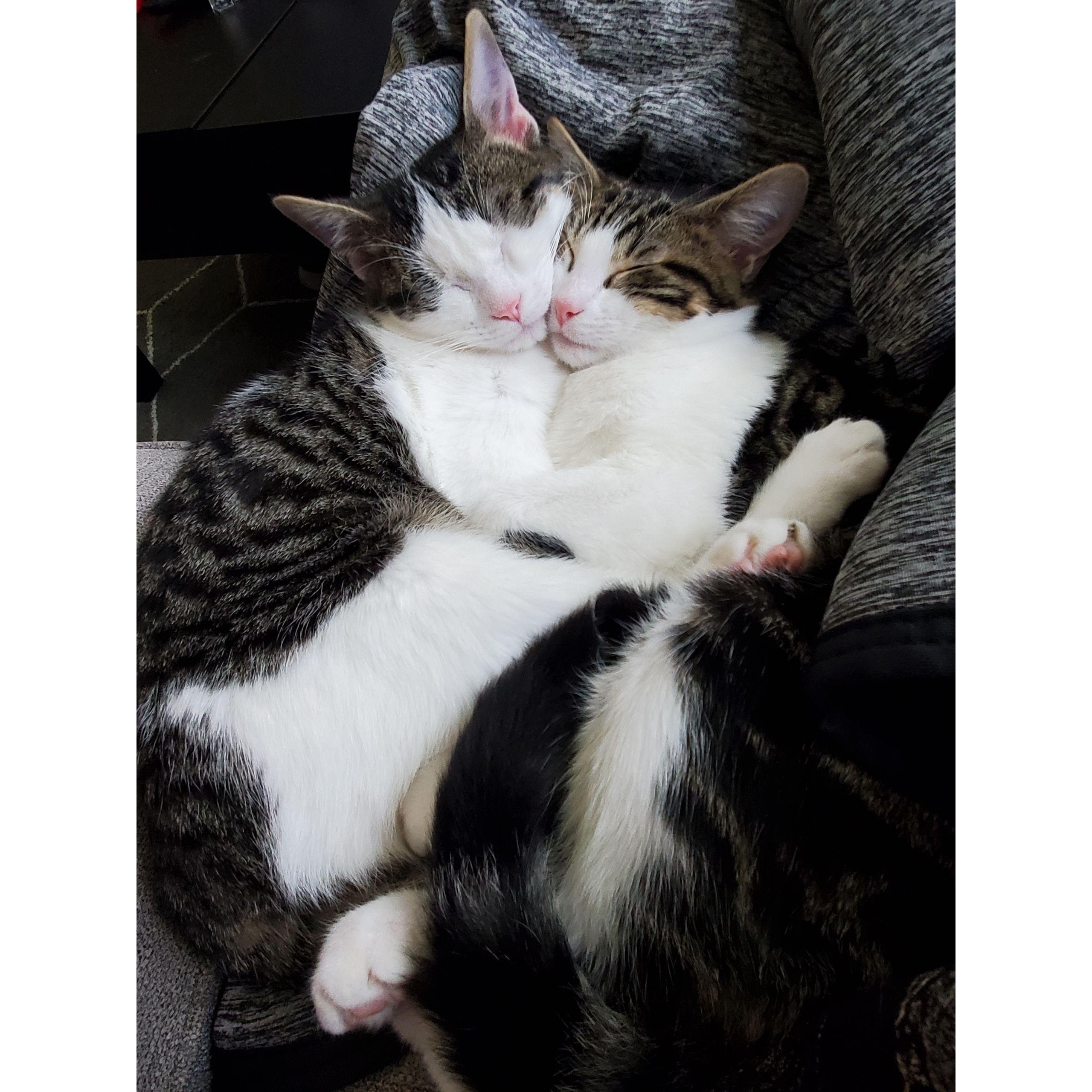 Samwise & Frodo
Brothers from another mother
