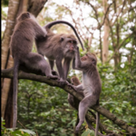 Monkey Forest Street