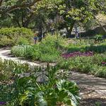 San Luis Obispo Botanical Garden