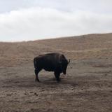 Wildlife Loop Road