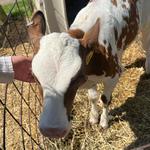 Perrydell Farm and Dairy