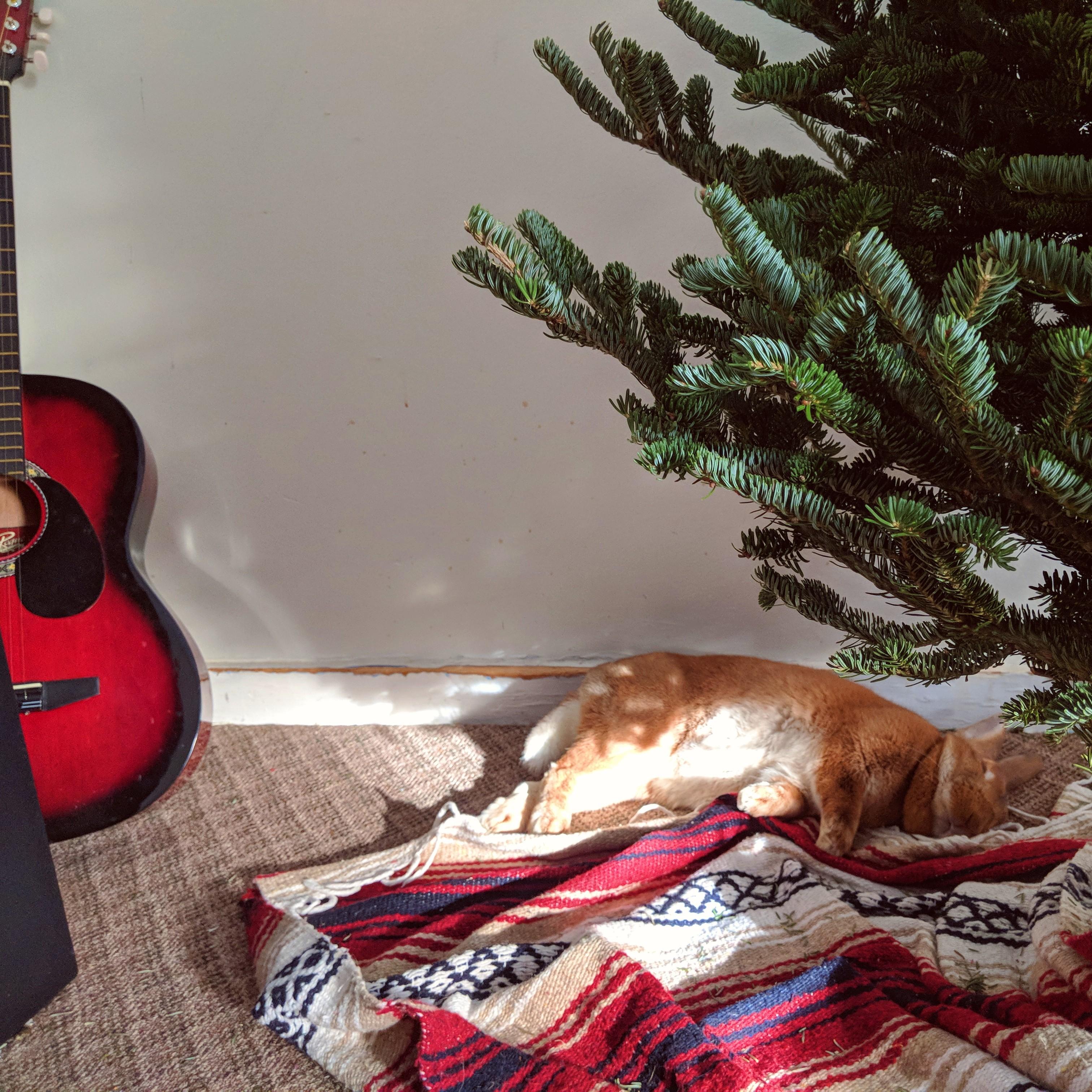 January 20th, 2018:
Sunny wouldn't let Samantha and Emilio take down their Christmas tree until almost 2 months after Christmas because it was his favorite napping spot. 💤