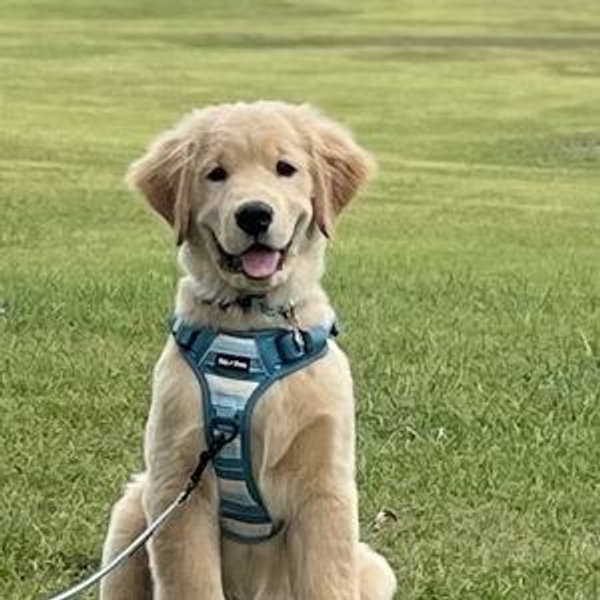 Bank's the Beach Pup Fund