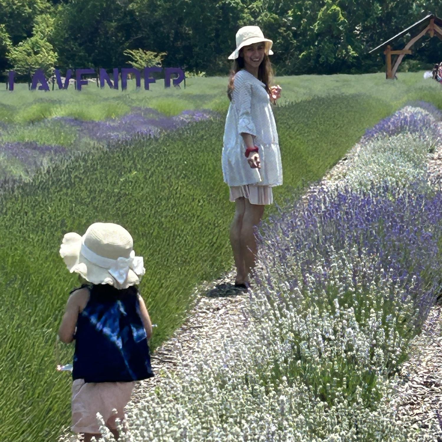 Lavender Fields Mattituck