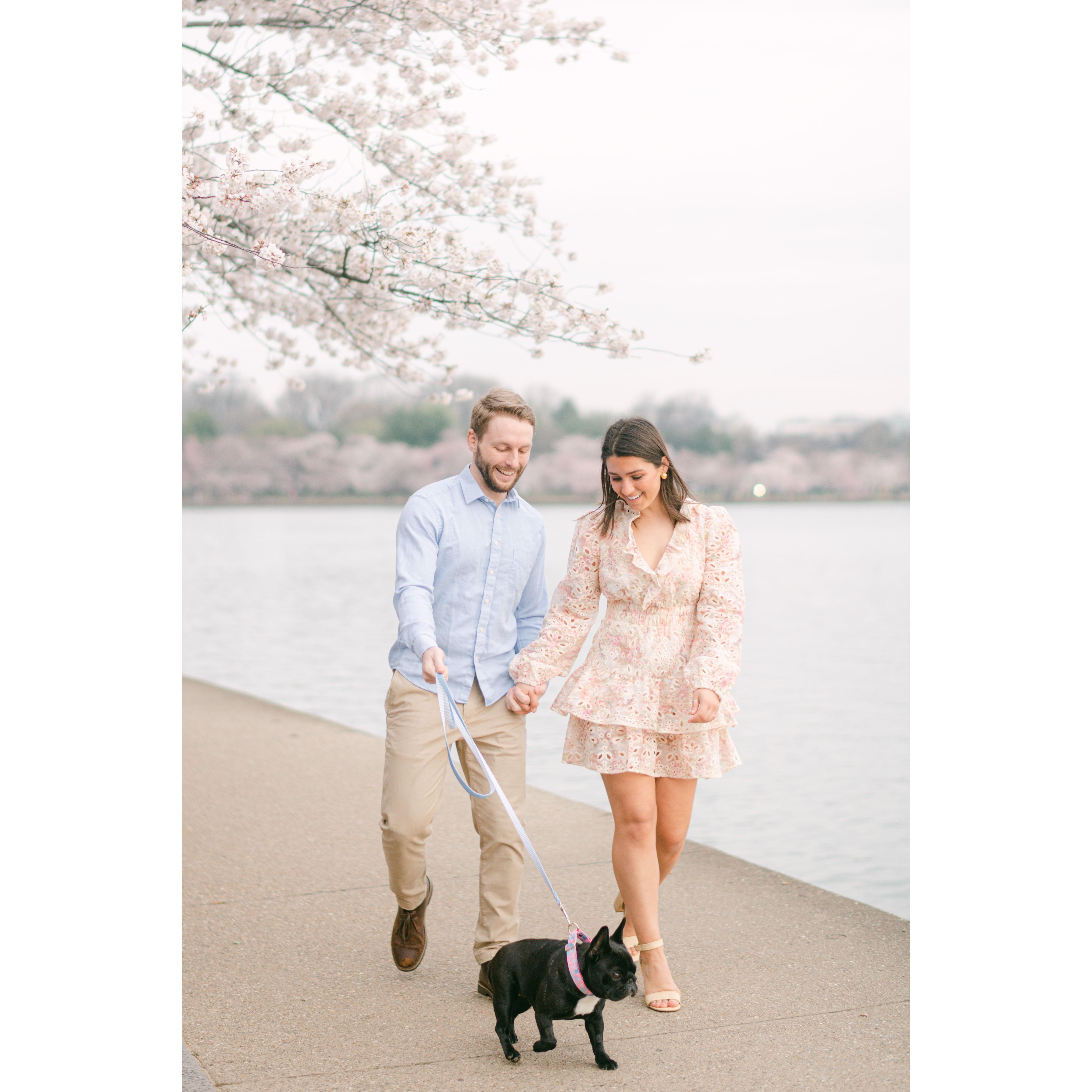 Engagement: DC Cherry Blossoms at peak bloom!