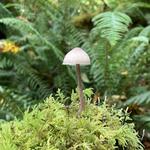 Olympic National Park