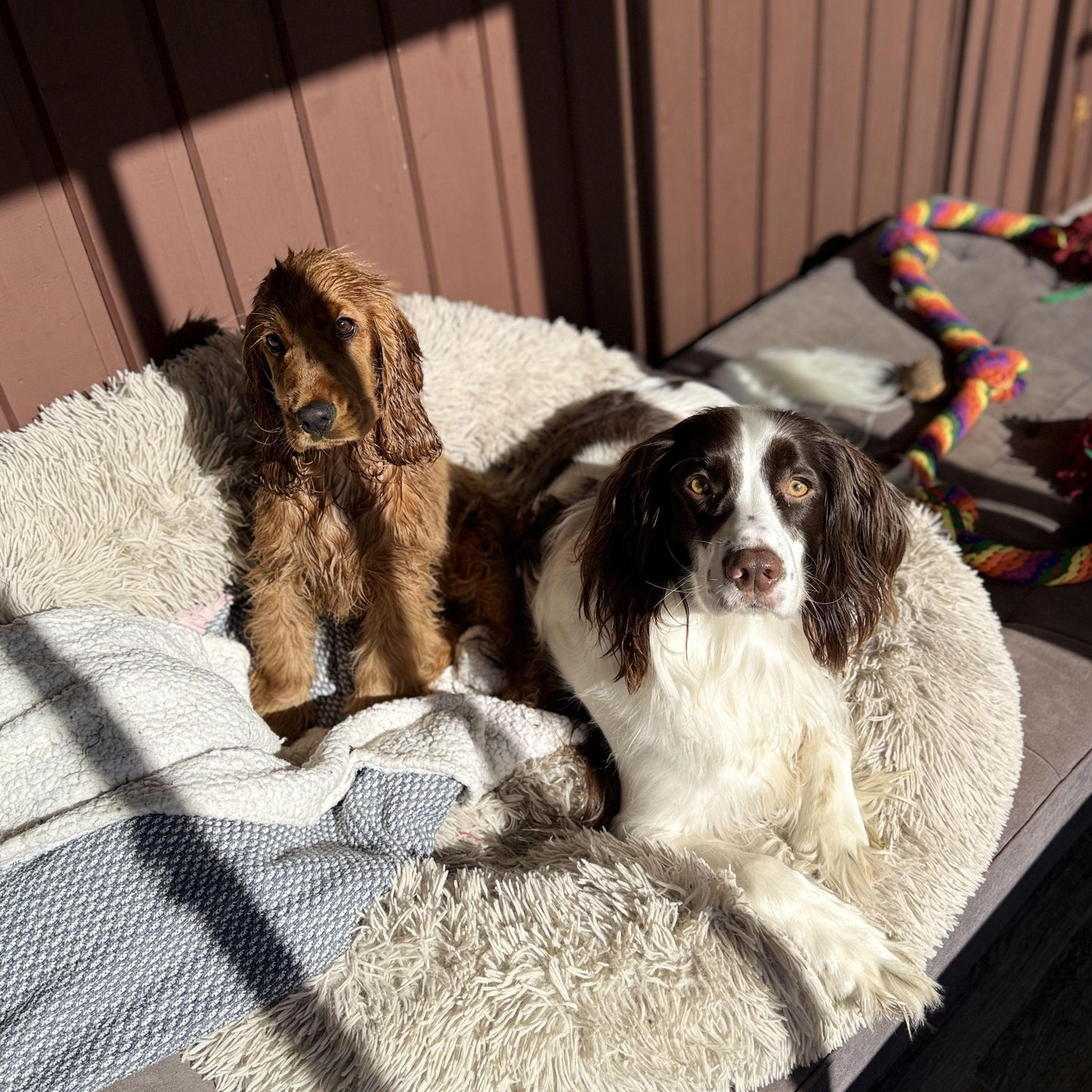 Our fur babies, Honey & Miles