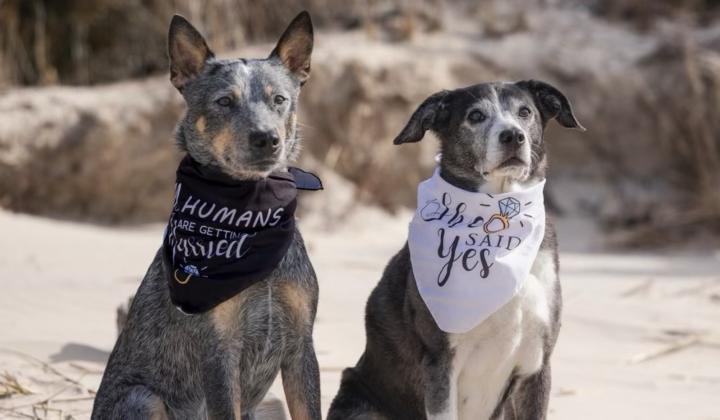 The Wedding Website of Dana Pearson and Josh Niemann