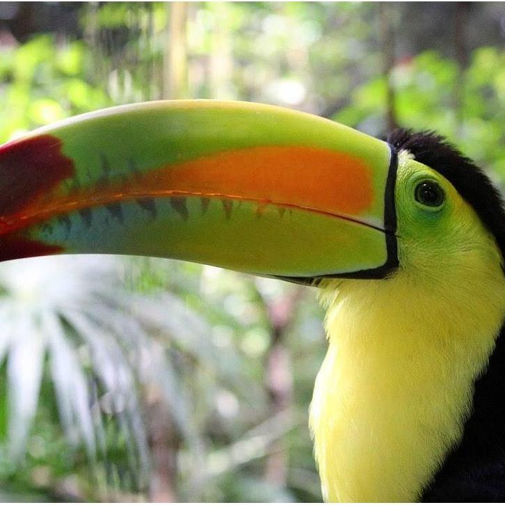 Toucan at the Belize Zoo
