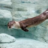 Tennessee Aquarium