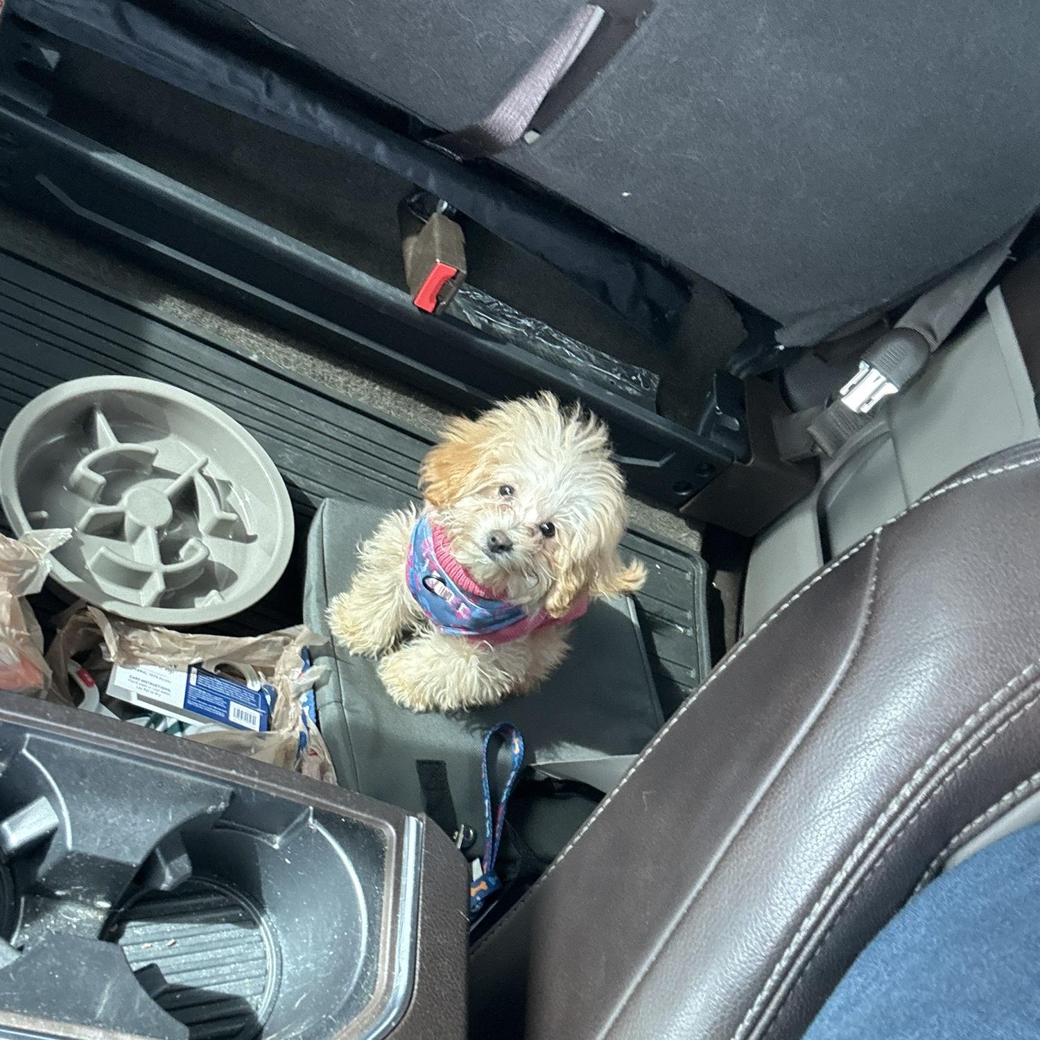 This thing is “Sissy” and we love her so much it’s hard to not laugh when she’s around. She’s “this” big! 🤏 
She’s our Maltipoo and makes everything better, except when she pees (all the time) 😅