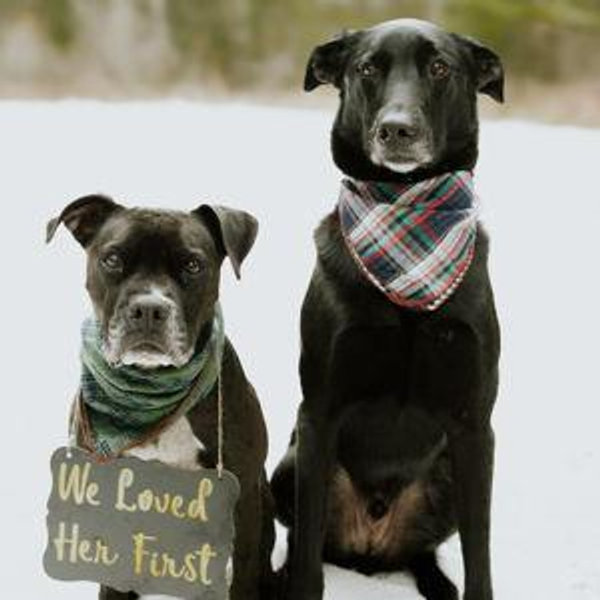 Pet Sitter For Our Honeymoon