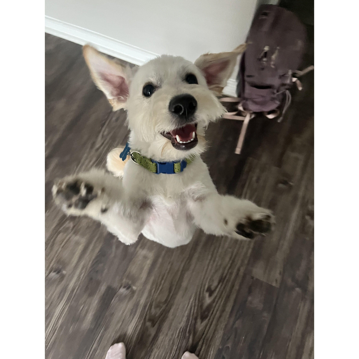 Deker saying hi!