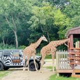 Safari Lake Geneva | Online Reservations Required