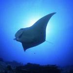 Manta Ray Night Snorkel