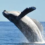 Whale Watching