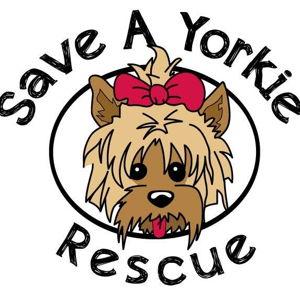 Save a yorkie rescue (our favorite charity)
