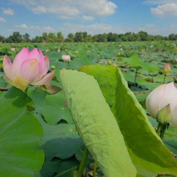 Lotus Silk Farm