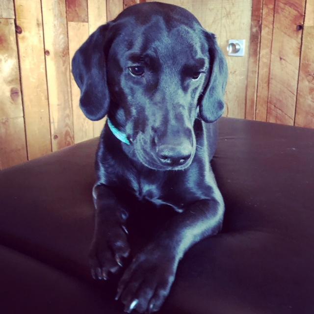 Sansa, our newest pup thanks to our good friends Pete and Julie. She is two and thinks she runs the house.