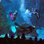 Downtown Aquarium