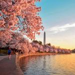 Tidal Basin