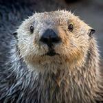 Monterey Bay Aquarium