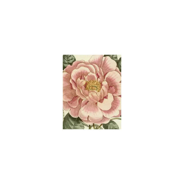 John Derian Picture Book II -