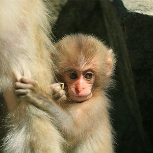 Tickets to Snow Monkey Park