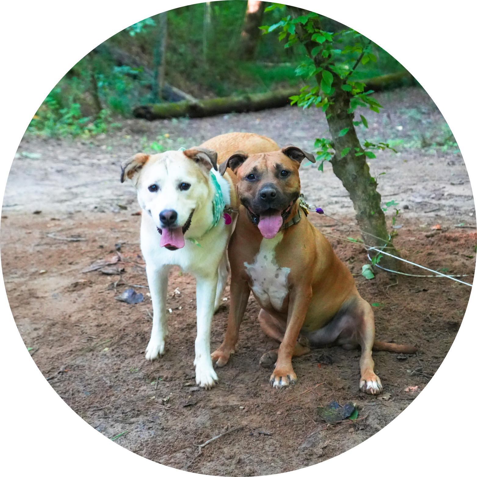 The Wedding Website of Jasmin Eatman and Greg Darville II
