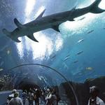 Shedd Aquarium