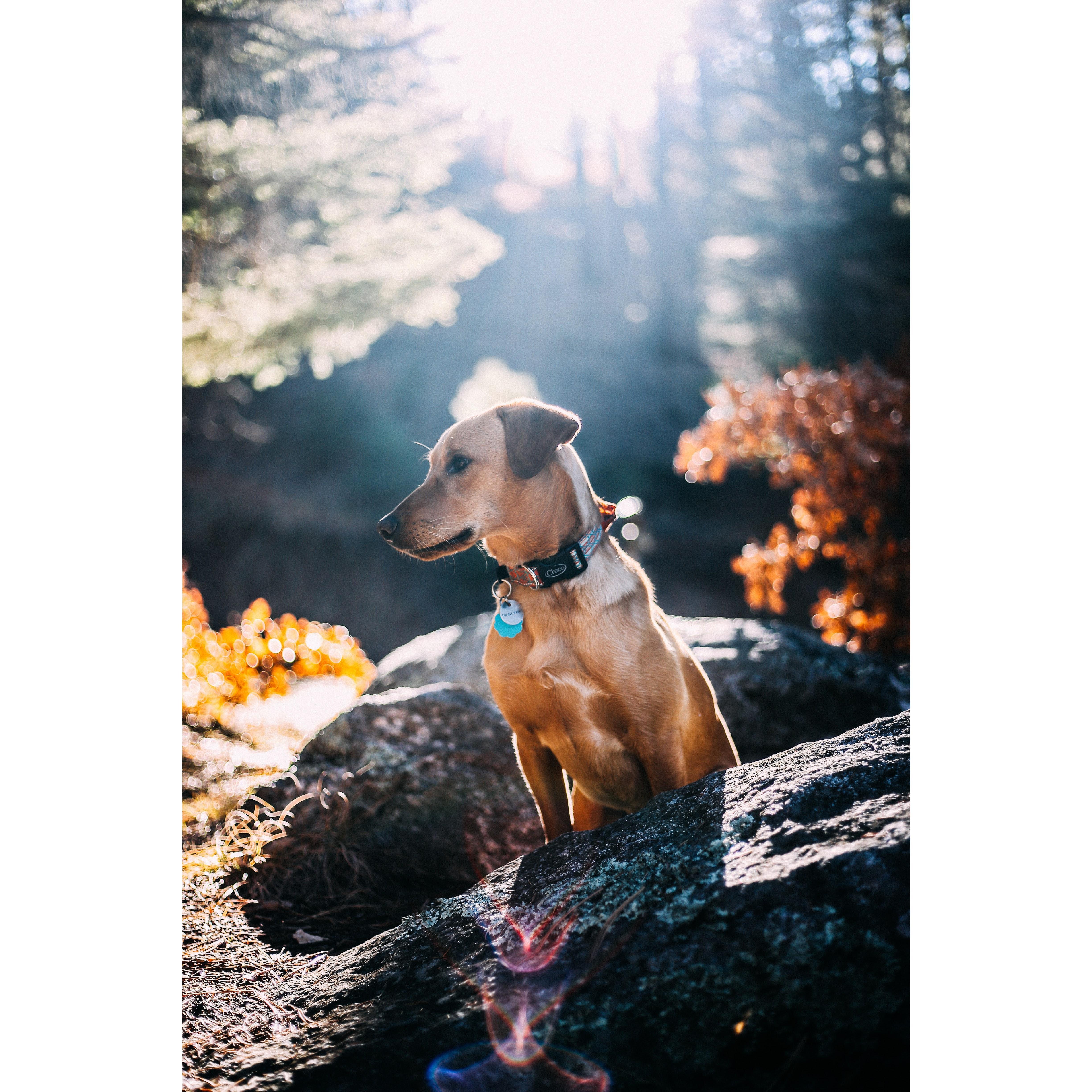 Our pup, Kira.
