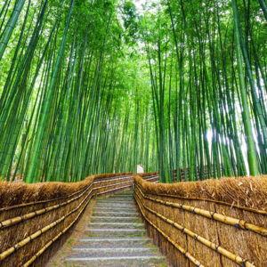 Bamboo Forest Adventure