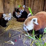 Zoo Boise