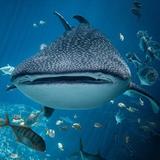 Georgia Aquarium