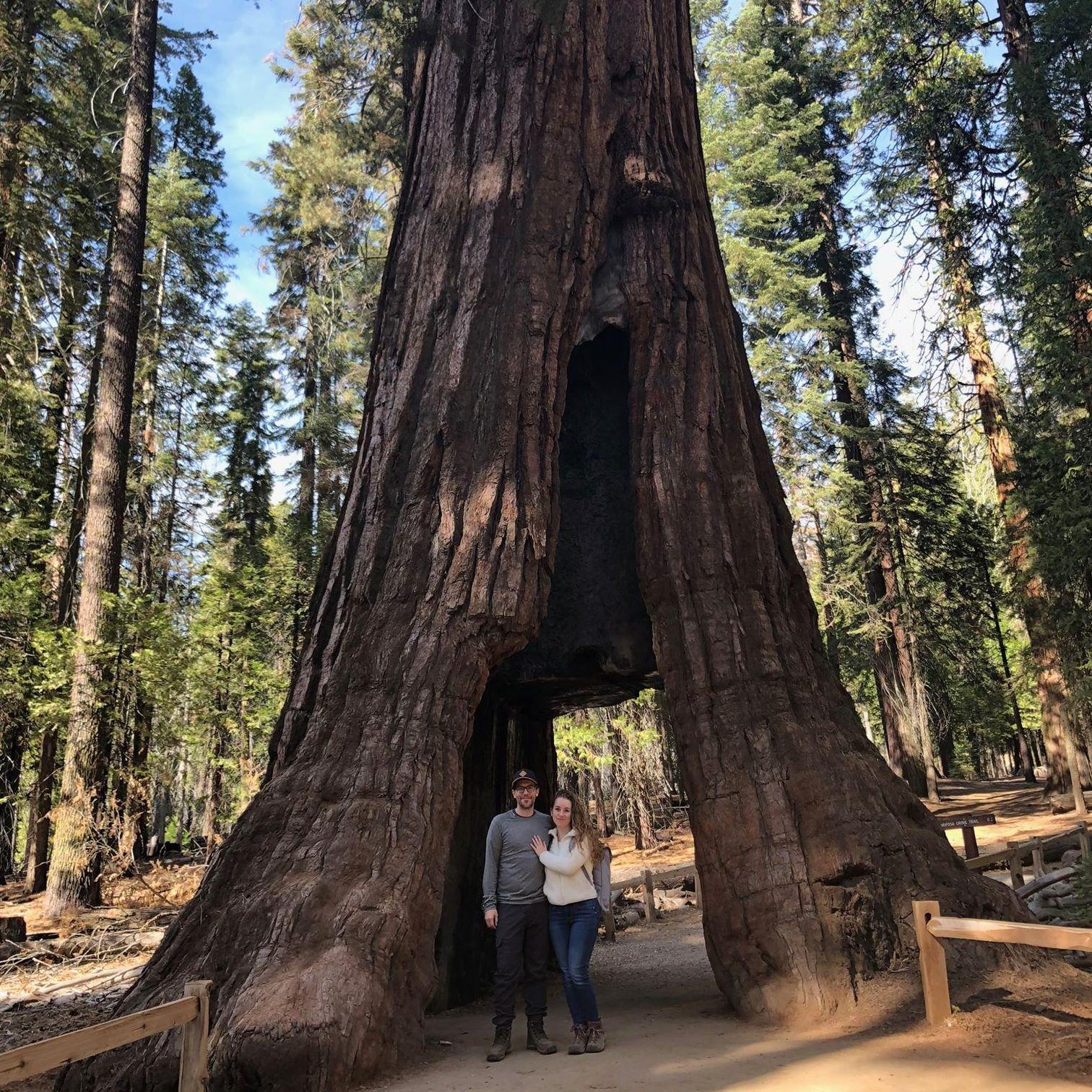 Mariposa Grove, Yosemite. The day after the proposal.