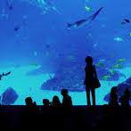Loveland Living Planet Aquarium