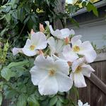Mission Rose Garden