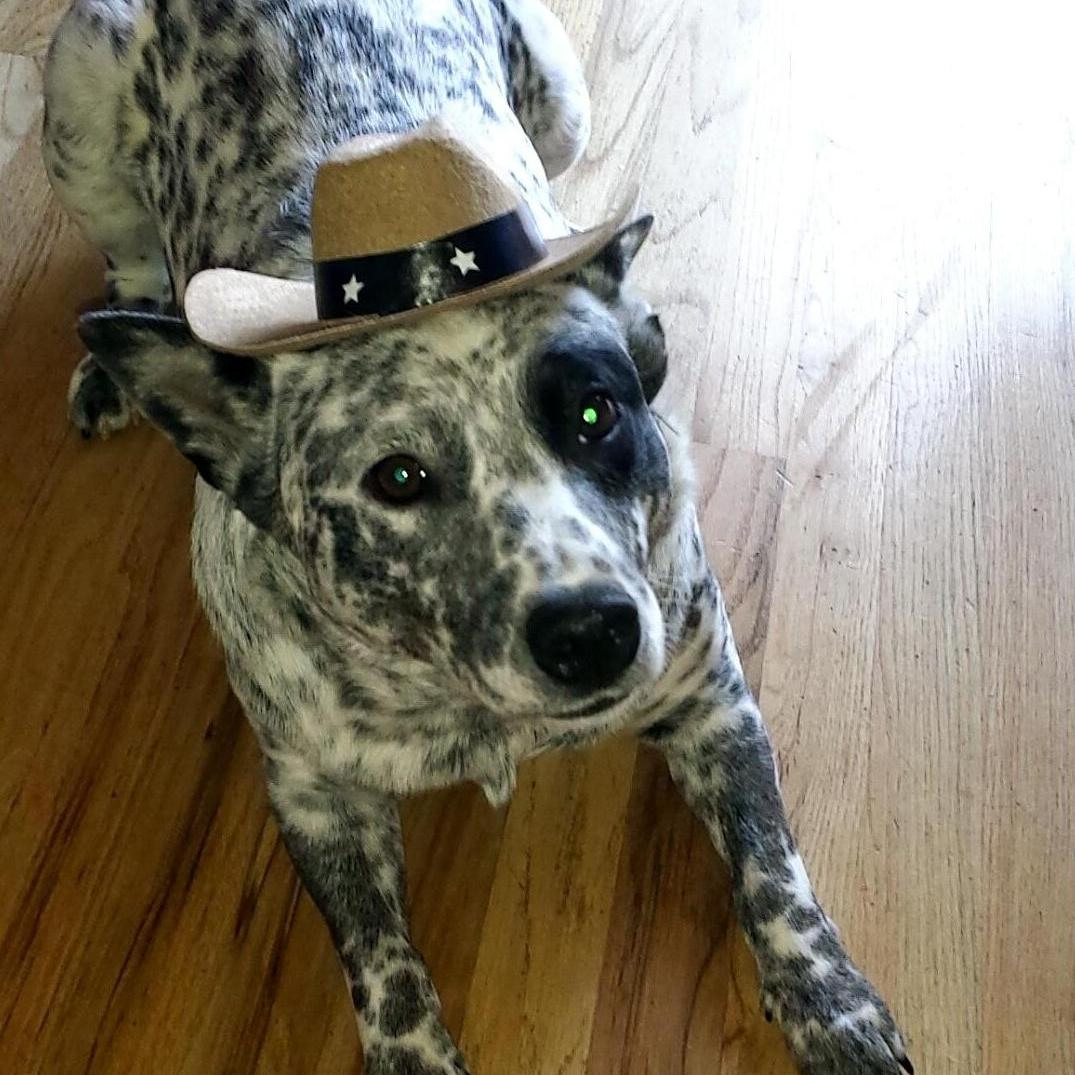 Bandit!