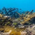 Rincon Diving & Snorkeling