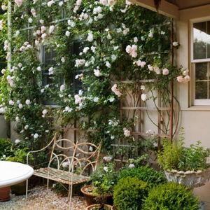 Climbing roses + trellis dreams