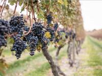 Newport Vineyards