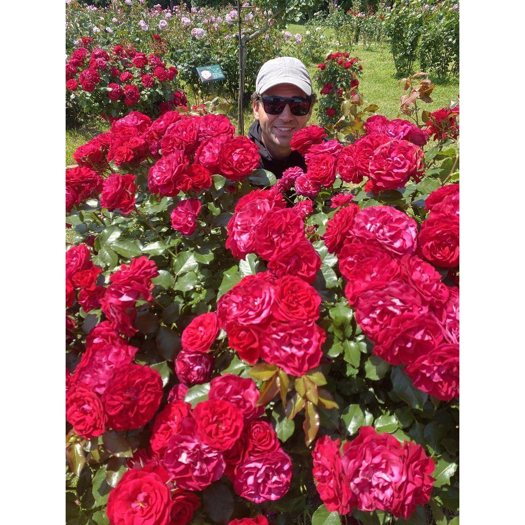 I spy roses