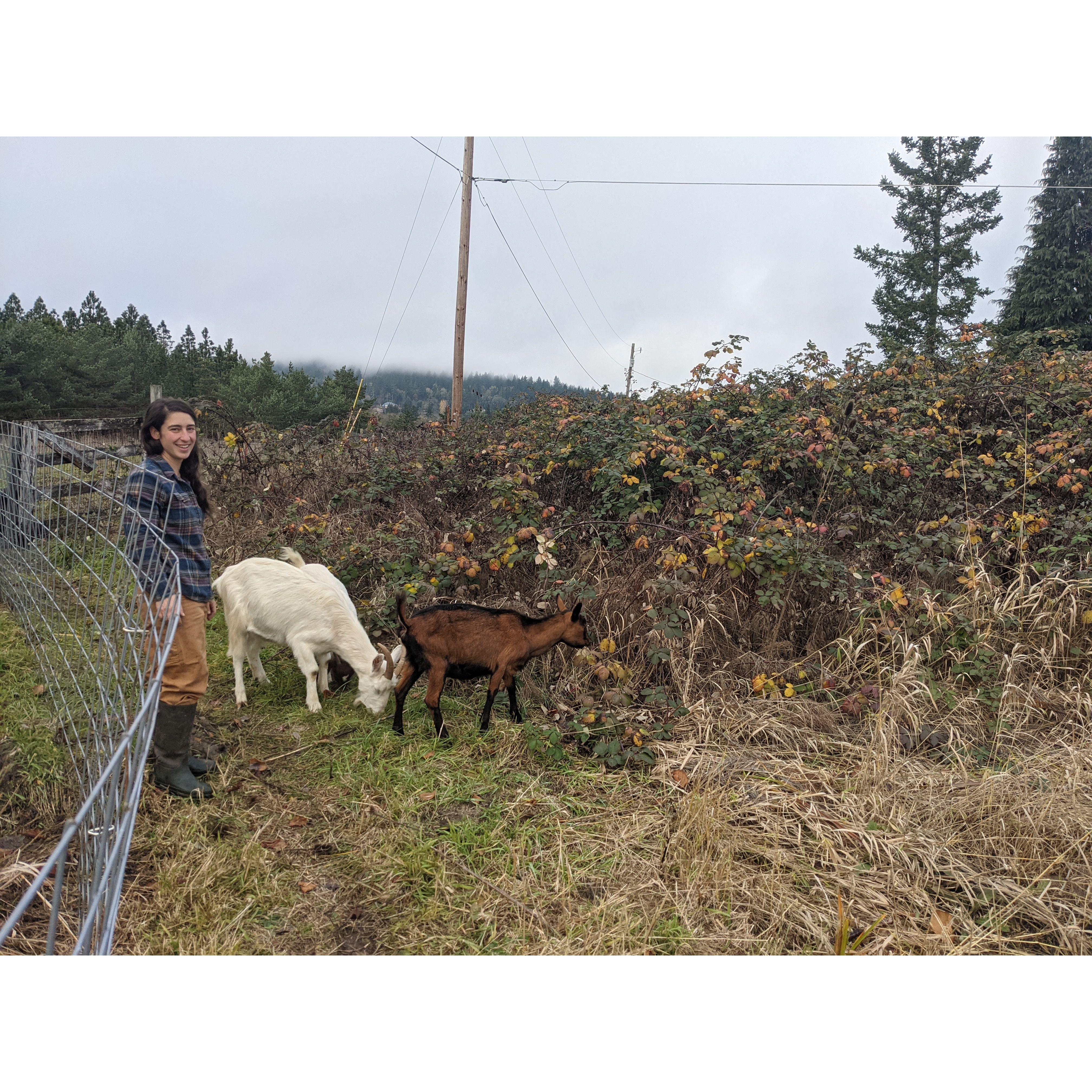 and lots of blackberry removal and hard work...