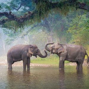 Safari Honeymoon