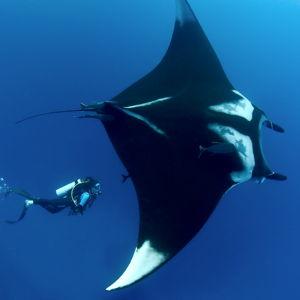 Manta Ray Nighttime Snorkel