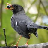Rocklands Bird Sanctuary (Montego Bay)