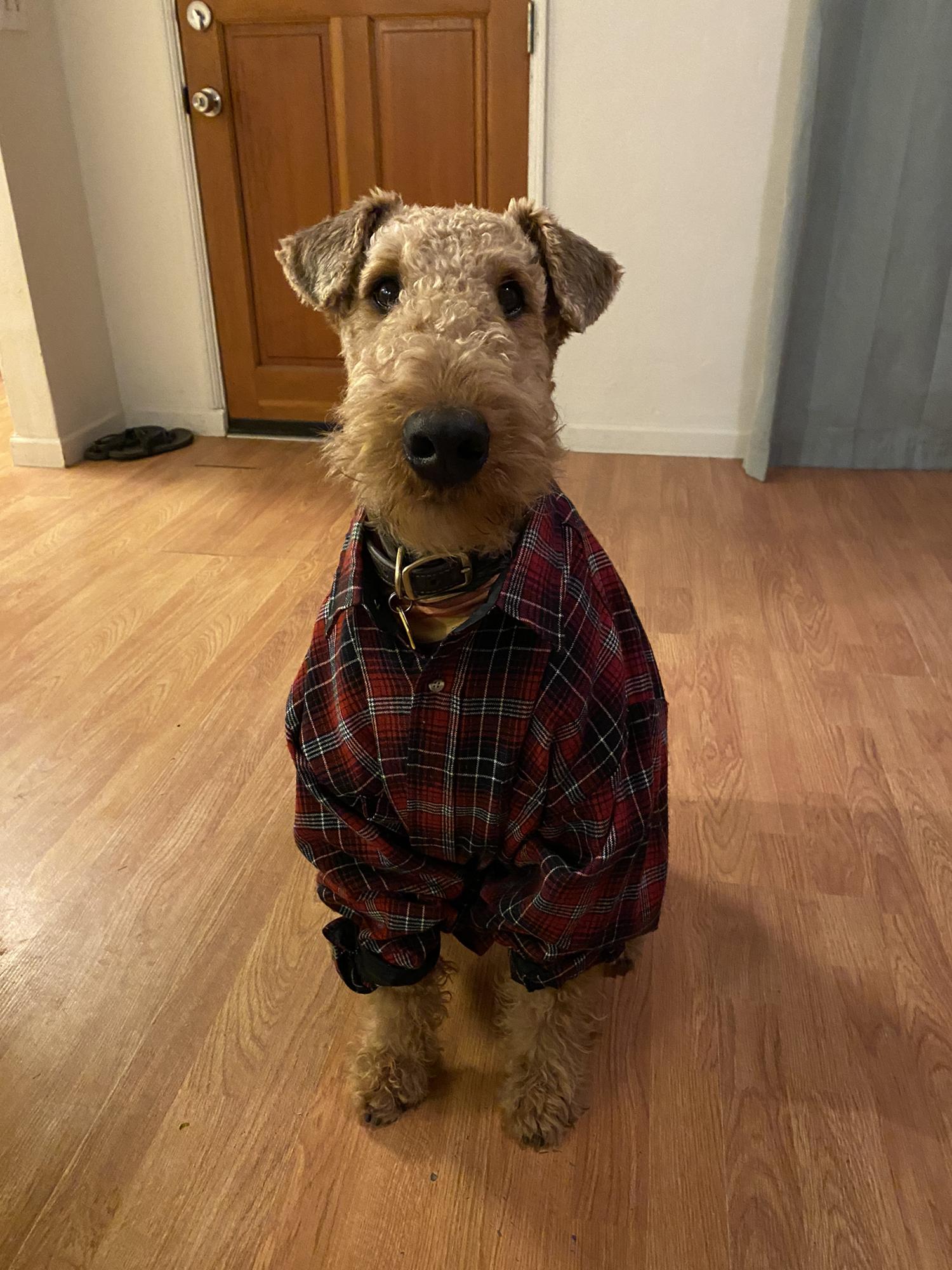Fergus' best flannel.
