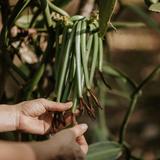 Vanilla Spice Farm