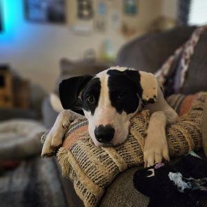 Pet Hotel For Our Honeymoon